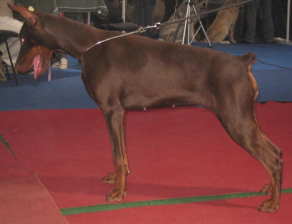 RUBI ROZA Black Novak 10 motnhs old.jpg